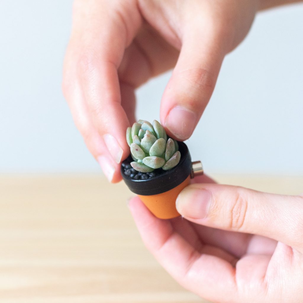 succulent fridge magnet