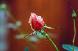 rose bud