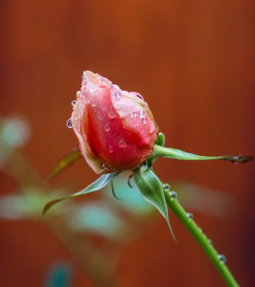 rose bud