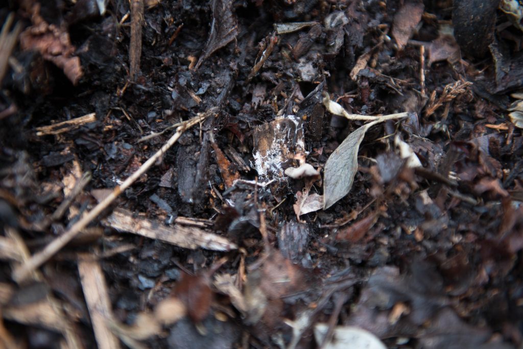 compost mulch