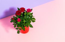 potted red rose