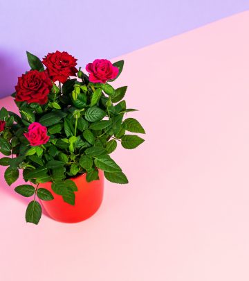 potted red rose