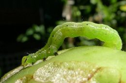 A close-up image of a looper caterpillar on a fruit