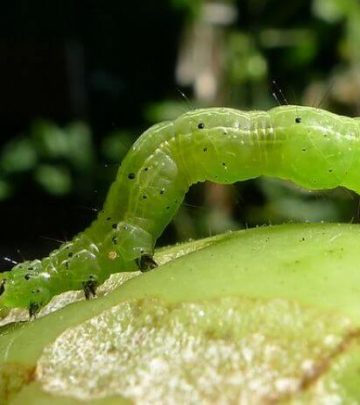 A close-up image of a looper caterpillar on a fruit