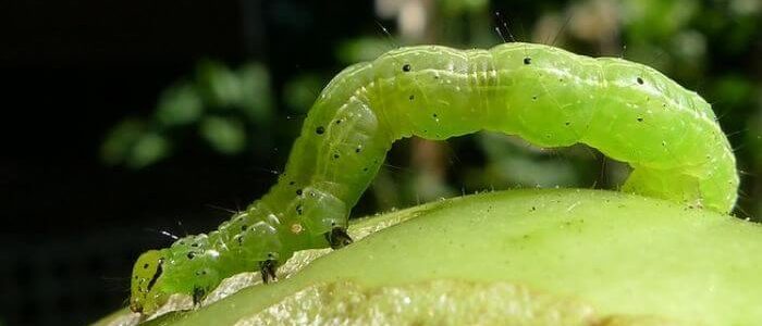 A close-up image of a looper caterpillar on a fruit