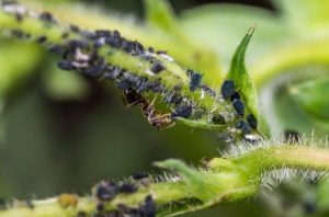 A close up image of an aphid infestation on a plant