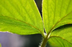 a close up of a leaf