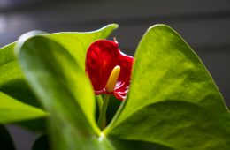 Anthurium houseplant