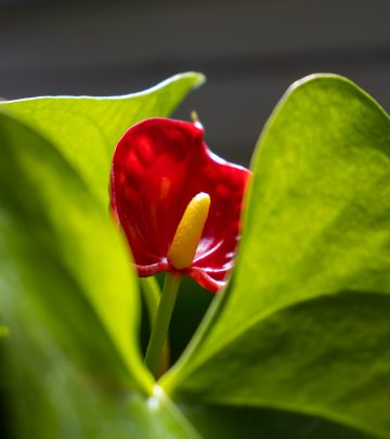 Anthurium houseplant