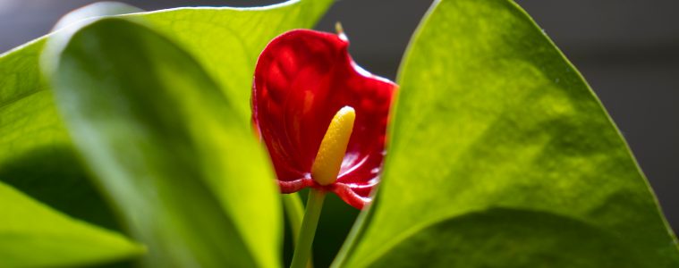 Anthurium houseplant