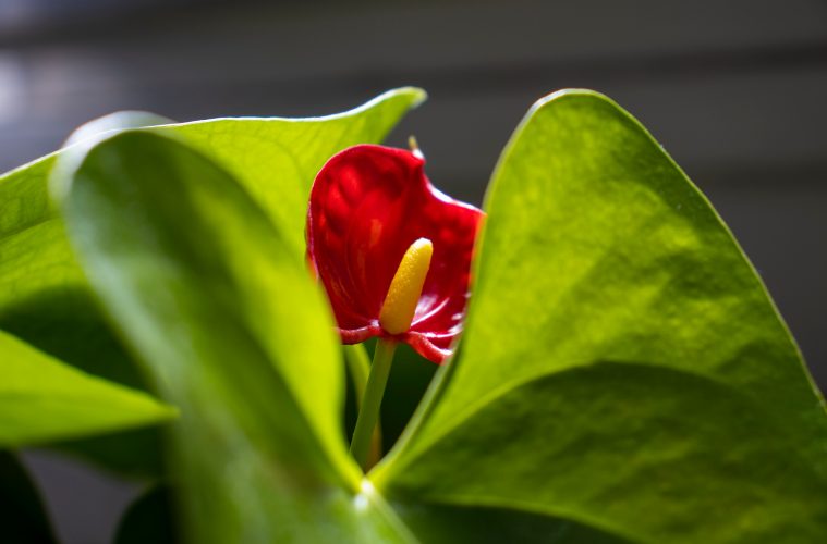 Anthurium houseplant