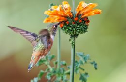 a zoomed in Leonotis Leonurus