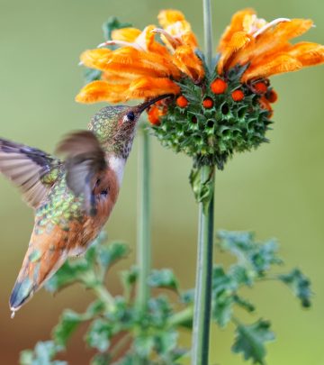 a zoomed in Leonotis Leonurus