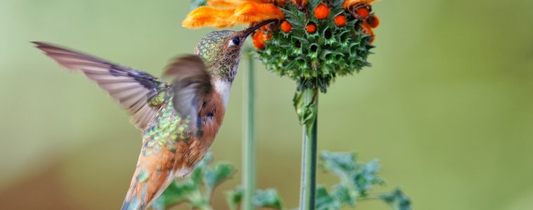 a zoomed in Leonotis Leonurus