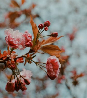 flowers in winter