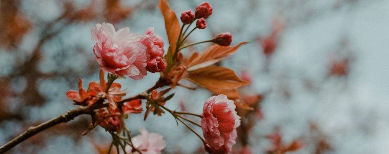 flowers in winter