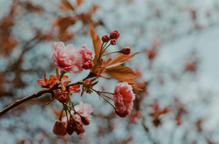 flowers in winter