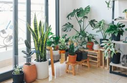 Indoor plants