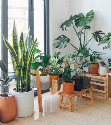 Indoor plants