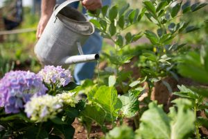watering garden