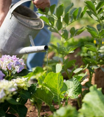 watering garden