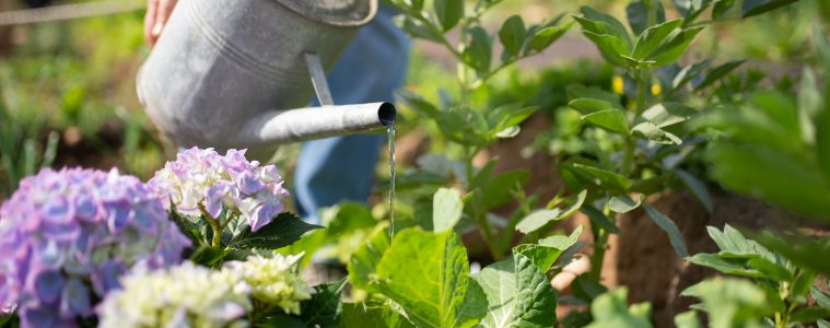 watering garden