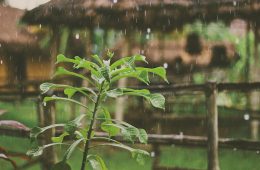 a plant with raindrops on it