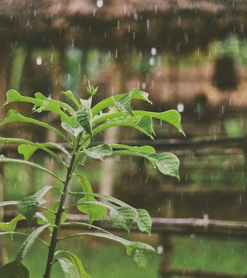 a plant with raindrops on it