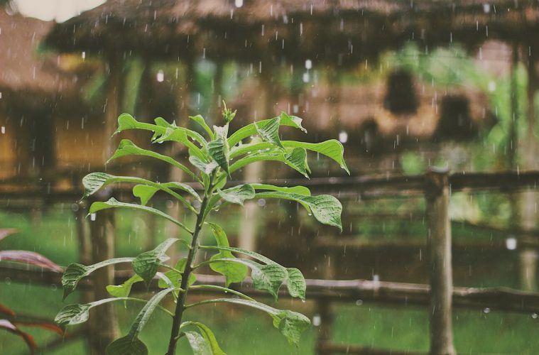 a plant with raindrops on it