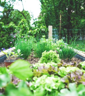 a garden of greenery