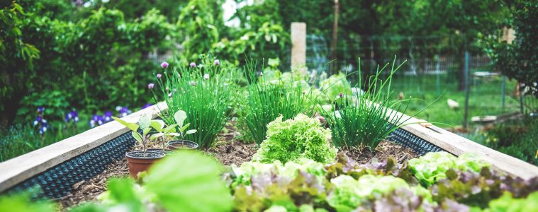 a garden of greenery