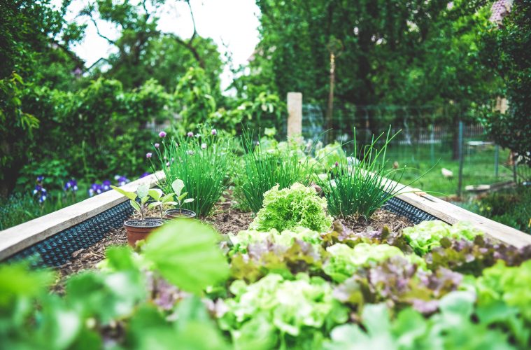 a garden of greenery