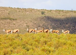 animals at melozhori