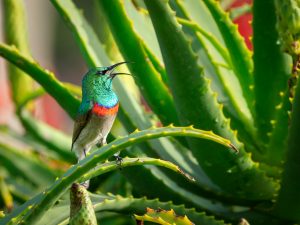 Aloe plant
