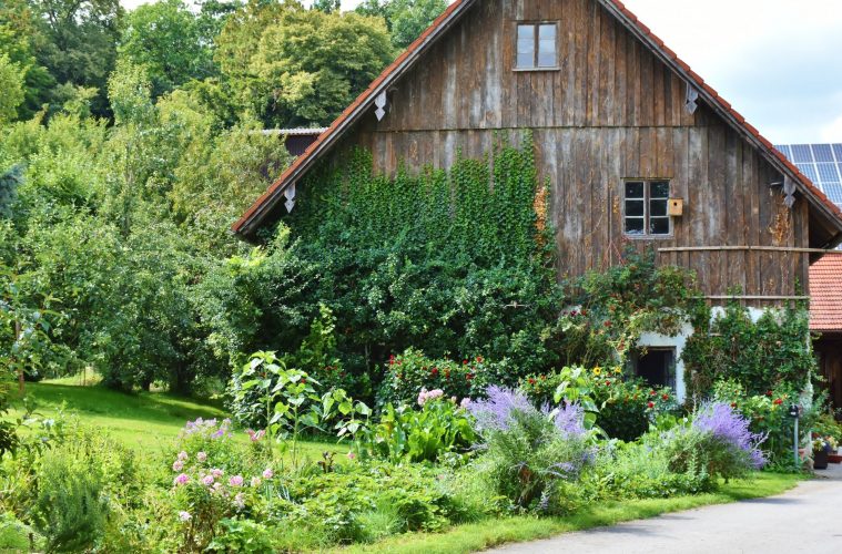 a house with trees growing around it