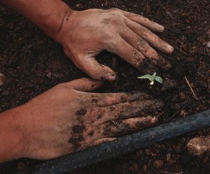 hands on soil with a budding tree