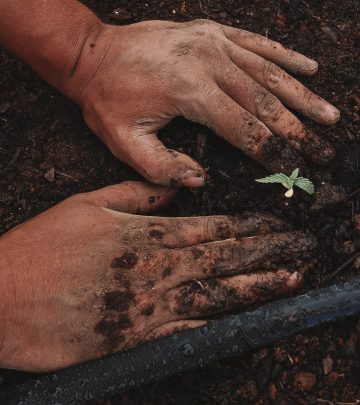hands on soil with a budding tree