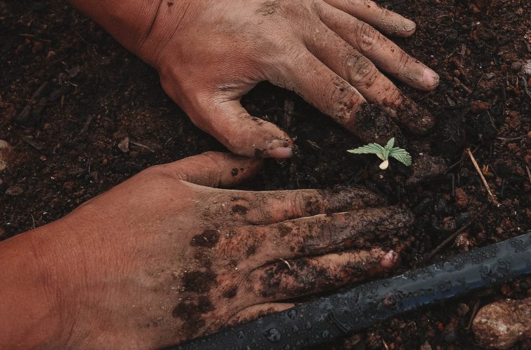 hands on soil with a budding tree