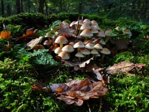 an abundance of mushrooms growing