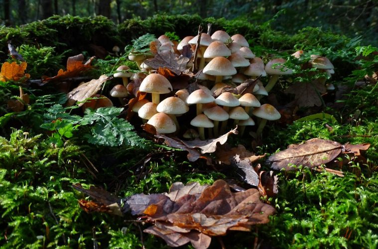 4 ways mushrooms can be beneficial to your health