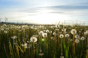 a field of dandelions