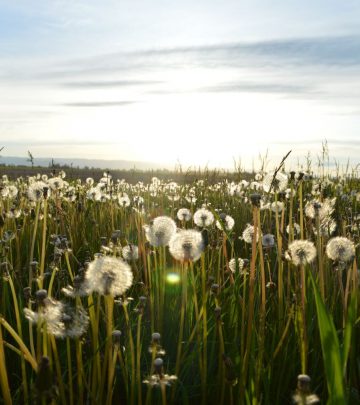 a field of dandelions