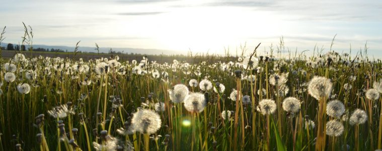 a field of dandelions