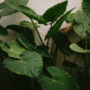 Alocasia