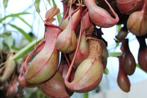 Nepenthes