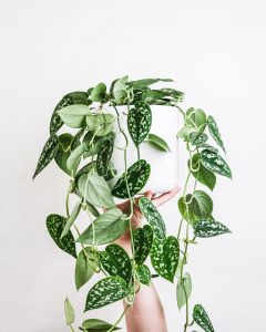 Philodendron