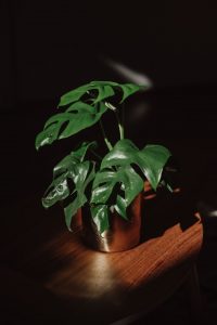 Philodendron hederaceum