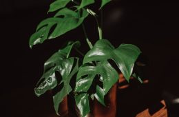 Philodendron hederaceum