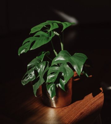 Philodendron hederaceum