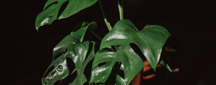 Philodendron hederaceum